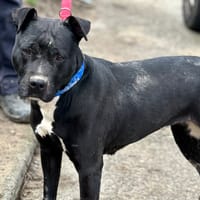 Rose, chienne à adopter