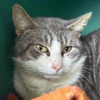 TARTIFLETTE, chat à adopter