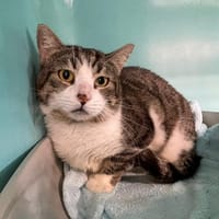 Jasper, chat à adopter