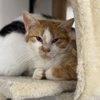 Nemo CAB5125, chat à adopter