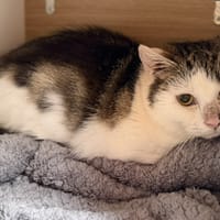 Kay CAB5135, chatte à adopter