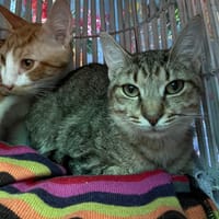 Kimi, chat à adopter