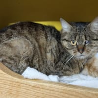 Isis CAB5132, chatte à adopter