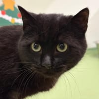 HAFNIR, chat à adopter