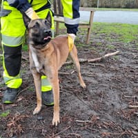 RYSON, chien à adopter