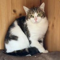 Milka CAB5167, chat à adopter