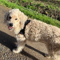 AZALÉE, chienne à adopter