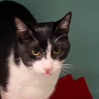 BATOU, chat à adopter