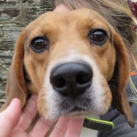 TANGO, chien à adopter