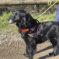 Pollux, chien à adopter