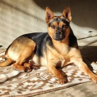 GHOST, chien à adopter