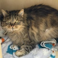 Venus CAB5129, chatte à adopter