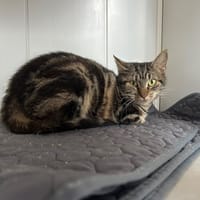 Alliwell, chatte à adopter