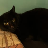 POPPLES, chat à adopter