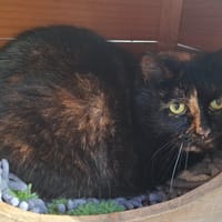 AXEL, chatte à adopter