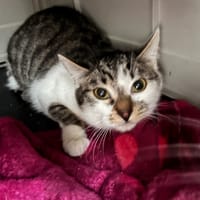 GORDON, chat à adopter