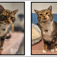 BILLY, chat à adopter