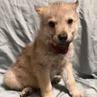 DRAGO, chien à adopter