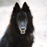 TALCO, chien à adopter