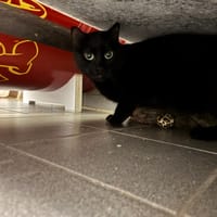 SATINE, chatte à adopter