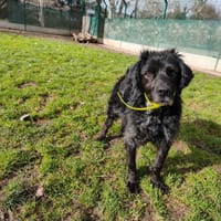 RUFUS, chien à adopter