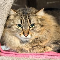 marie, chatte à adopter
