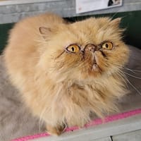 PRADA (réservé), chatte à adopter