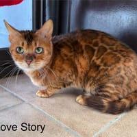 Love Story, chatte à adopter