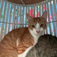 Umi, chat à adopter