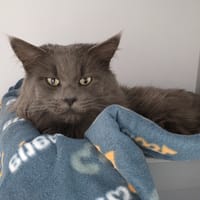 Ramsès, chat à adopter