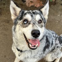 Gasperia, chienne à adopter