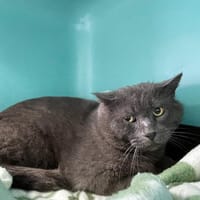 Chaloupe, chat à adopter