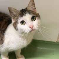 LOU, chatte à adopter