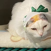 Neige, chatte à adopter