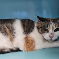 Colette, chatte à adopter