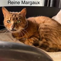 Reine Margaux, chatte à adopter