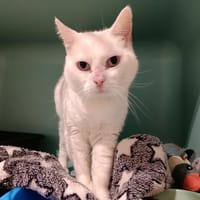 Kitty, chatte à adopter