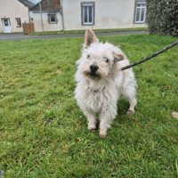 ROCKY, chien à adopter