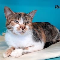 Ruby, chatte à adopter