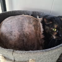 LILA, chatte à adopter