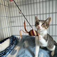 Djovana, chatte à adopter