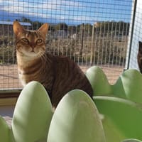 SAMANTHA, chatte à adopter