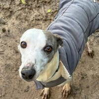 Scrappy, chien à adopter