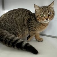 Bidouille, chat à adopter