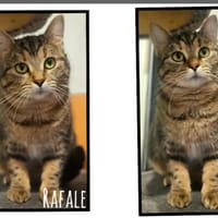RAFALE(Réservée), chatte à adopter