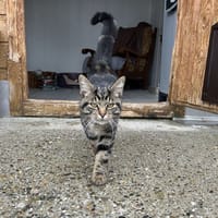 Arlequin, chat à adopter