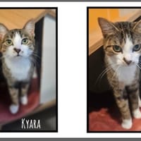 KYARA, chatte à adopter