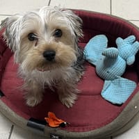 TOM (en cours d'adoption), chien à adopter