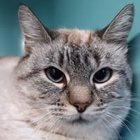 Steka, chatte à adopter