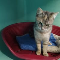 alba, chatte à adopter